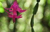 Uma bela e delicada orquídea no Vale da Luva, 2o dia de caminhada na travessia do Parque Nacional da Serra dos Órgãos, no Rio de Janeiro